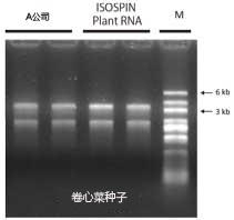 ISOSPIN Plant RNA                              从植物组织提取RNA试剂盒