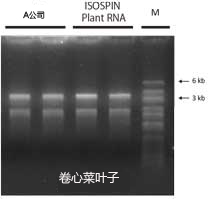 ISOSPIN Plant RNA                              从植物组织提取RNA试剂盒