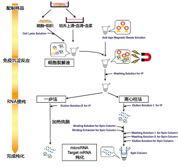 MagCapture™ microRNA分离试剂盒系列                              MagCapture™ microRNA Isolation Kit 系列