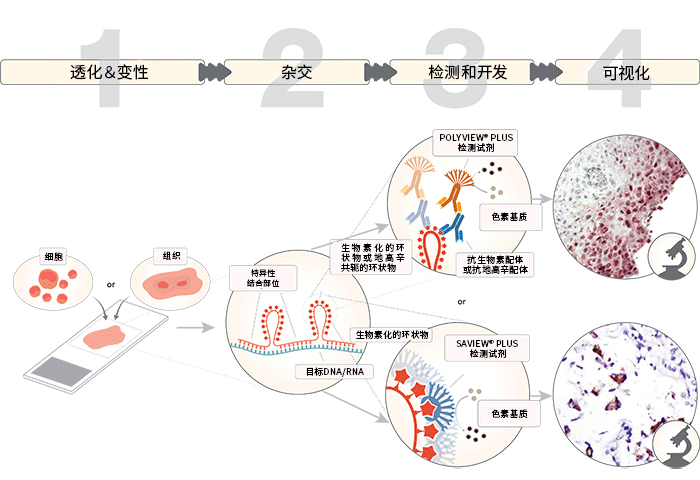 AMPIVIEW™ RNA 探针