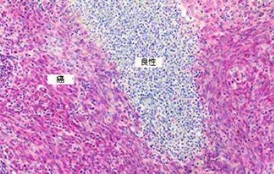 AMPIVIEW™ RNA 探针