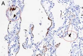 AMPIVIEW™ RNA 探针