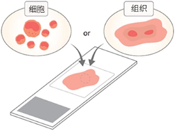 AMPIVIEW™ RNA 探针