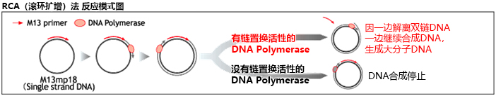 Bst  DNA Polymerase                              链置换酶