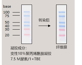 预染单链 RNA Ladder Marker                               DynaMarker® Prestain Ladder Marker for RNA