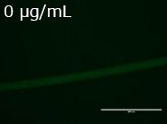 JNC 聚赖氨酸(ε-Poly-L-Lysine)                              使用生物技术生产的天然材料
