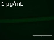 JNC 聚赖氨酸(ε-Poly-L-Lysine)                              使用生物技术生产的天然材料