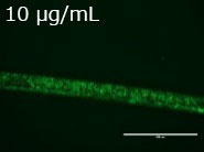 JNC 聚赖氨酸(ε-Poly-L-Lysine)                              使用生物技术生产的天然材料