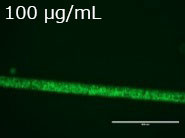 JNC 聚赖氨酸(ε-Poly-L-Lysine)                              使用生物技术生产的天然材料