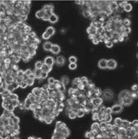 JNC 聚赖氨酸(ε-Poly-L-Lysine)                              使用生物技术生产的天然材料