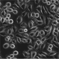 JNC 聚赖氨酸(ε-Poly-L-Lysine)                              使用生物技术生产的天然材料
