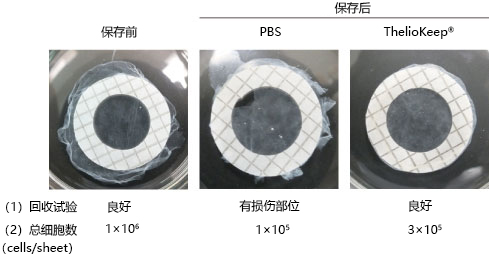 无DMSO的皮肤及神经组织用冷藏保存液                              ThelioKeep®