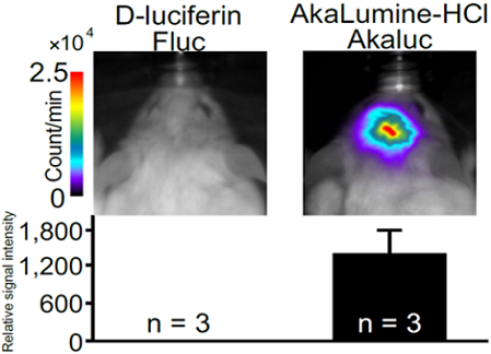 AkaLumine-HCl（TokeOni）                              实现生物体内部深处成像