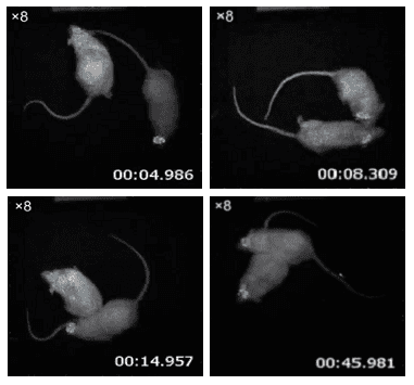 1216576177059240.png AkaLumine-HCl(TokeOni) 实现生物体内部深处成像