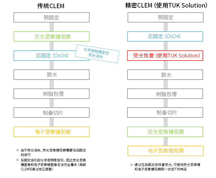 CLEM用荧光恢复试剂（TUK Solution for multicolor）