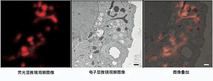 CLEM用荧光恢复试剂（TUK Solution for multicolor）