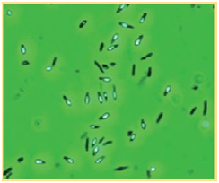 愈创木酚检测试剂盒                              Guaiacol Detection Kit