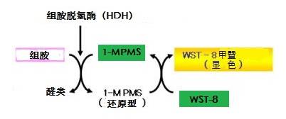 显色法检测组胺试剂盒                              Histamine Test