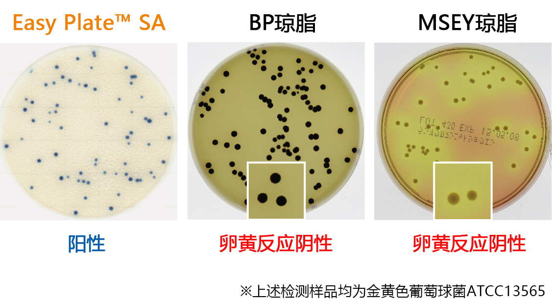 金黄色葡萄球菌测试片（原Medi•Ca SA）                              Easy Plate SA