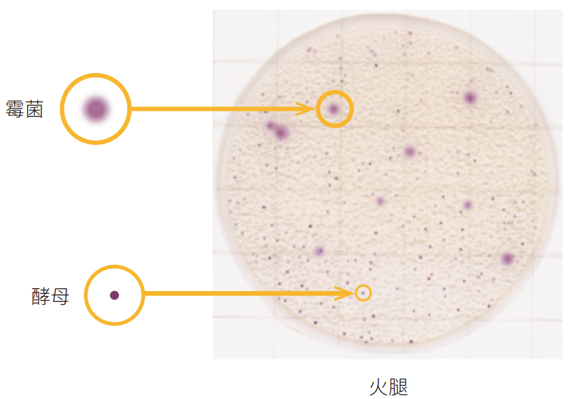 酵母·霉菌检测用测试片                              Easy Plate™ YM-R