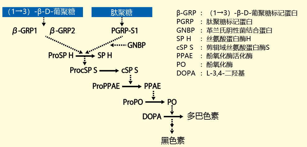 SLP-HS Single Reagent Set II                              细菌、真菌高灵敏度检测试剂
