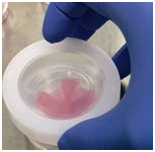 iP-TEC® 细胞片运输容器 φ38、φ50                              iP-TEC® Cell Sheet Transport Container φ38、φ50