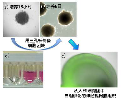 PrimeSurface 低吸附细胞培养板                              PrimeSurface 35mm dish